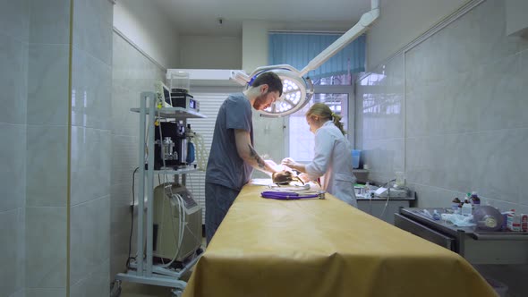 Veterinarian Operating Room