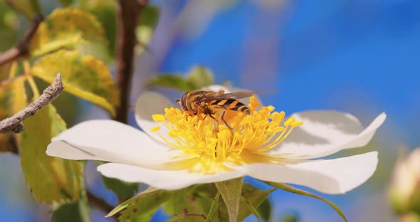 Hoverflies Flower Flies or Syrphid Flies Insect Family Syrphidae