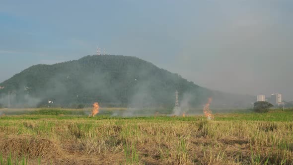 Open burning in the field paddy field