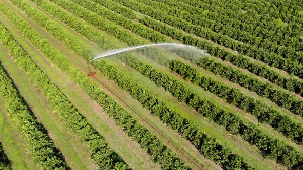 Irrigation in orange plantation on sunny day in Brazil