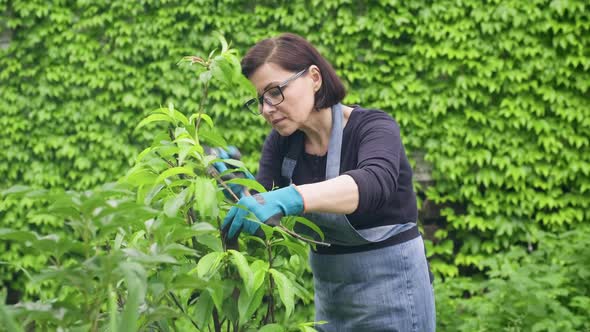 Woman Gardener with Garden Pruning Shears Pruning Dry Branches on Peach Tree