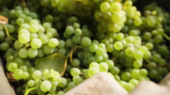 box full of white grapes at harvest in a Spanish vineyard. Closeup approach in slow motion