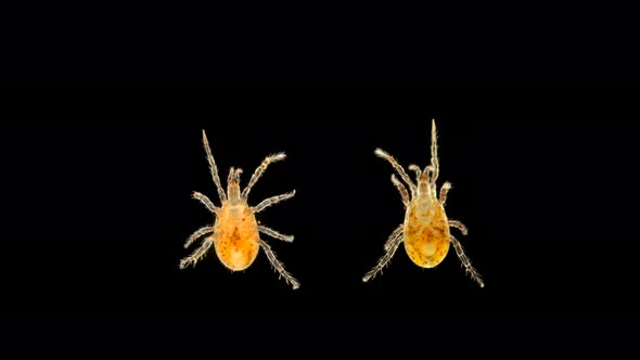 MIte of the Order Mesostigmata Under a Microscope, Class Arachnida, Superorder Parasitiformes