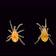 MIte of the Order Mesostigmata Under a Microscope, Class Arachnida, Superorder Parasitiformes - VideoHive Item for Sale