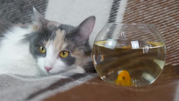 Cat with a fish.