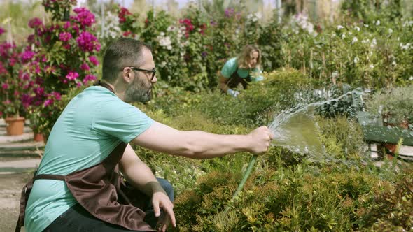 Greenhouse Male Worker Watering Plants From Hose