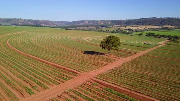 Aerial pan over sugar cane plantation with red dirt roads crossing and a big tree in the center. Bro