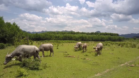 Landscape with Grazing Water Buffaloes on Meadow Aerial View