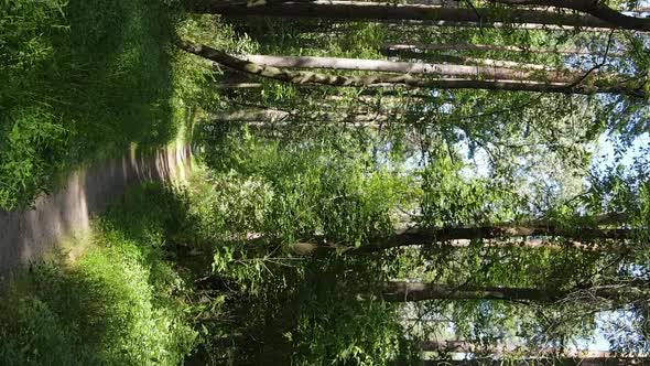 Vertical Video of Green Forest By Day