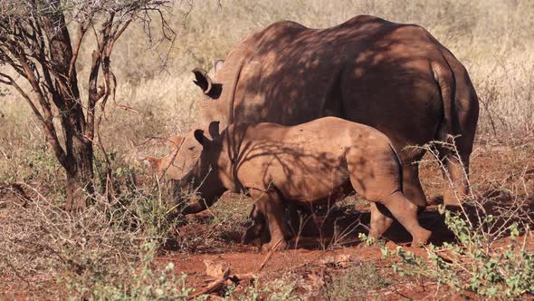 Cute baby joins mom White Rhinoceros in shade of tree in evening light
