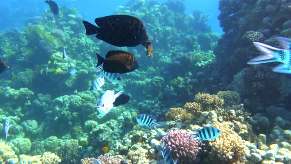 Colorful tropical fish, ocean coral reef.