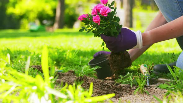 Woman Planting Rose Flowers at Summer Garden