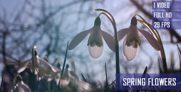 White Small Spring Flowers