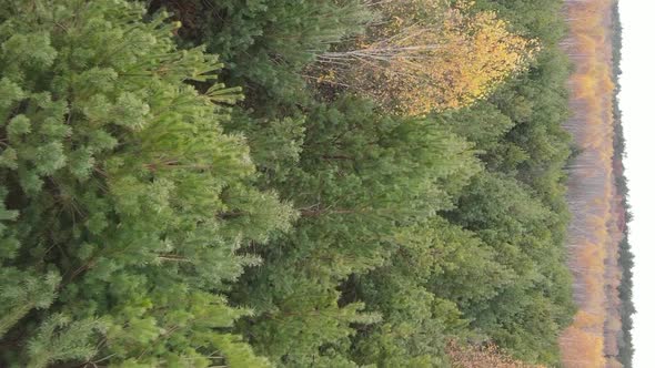 Vertical Video of an Autumn Forest During the Day in Ukraine