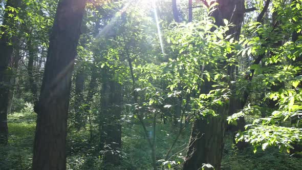 Trees in the Forest By Summer Day