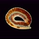 Worm of the Lumbriculidae Family Under a Microscope, Class Clitellata, Oligochaeta Specimen Found  - VideoHive Item for Sale