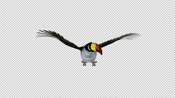 Mountain Toucan Bird - Flying Loop - Front View - Resizable Close-Up - Alpha Channel alt