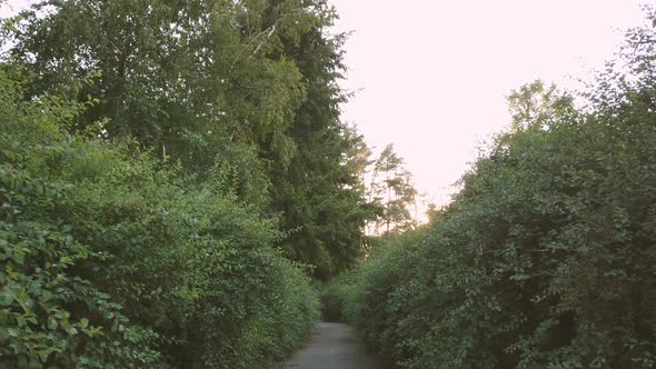 POV Walk Among the Green Bushes Along the Footpath in the Park in the Summer