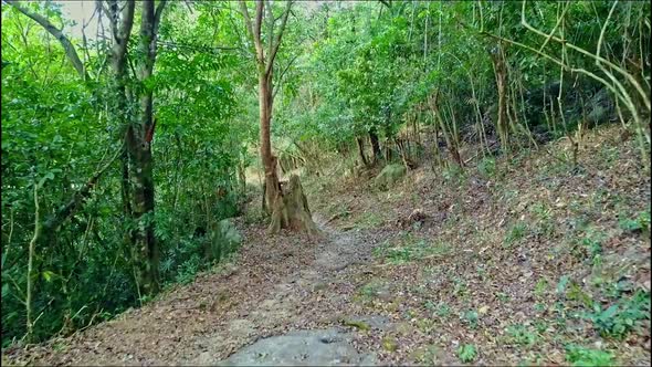 Drone Flies Closely Along Path on Tropical Forest Slope