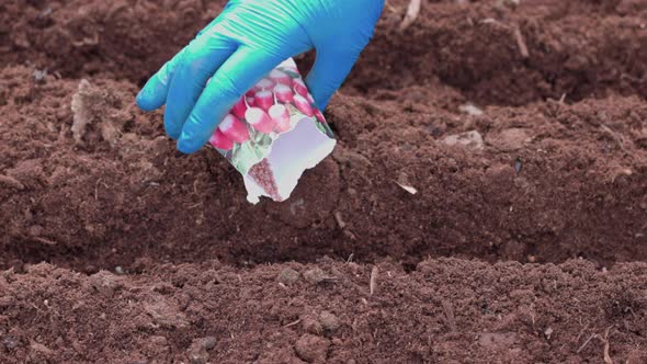 Close up of gloved female hands planting radish seeds from paper bag into ground in garden bed. Swed