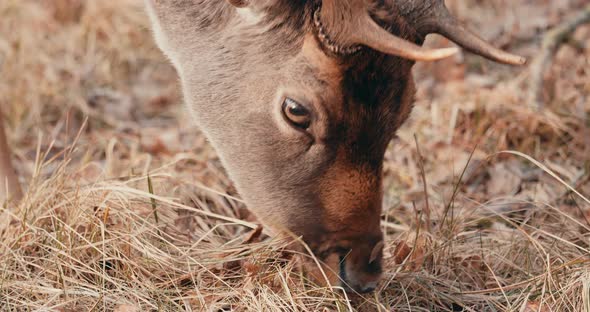 Head Of Fallow Deer Eating Grass On Field In Netherlands. - close up