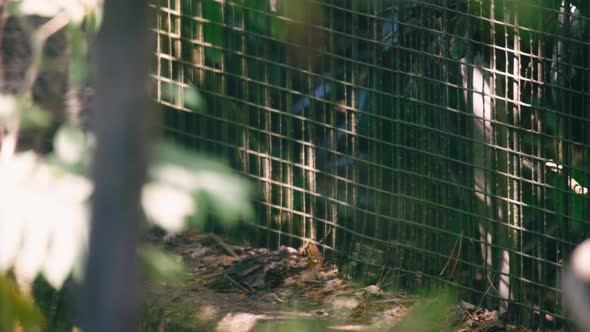 Close view of amur leopard cat walking by metal fence in captivity