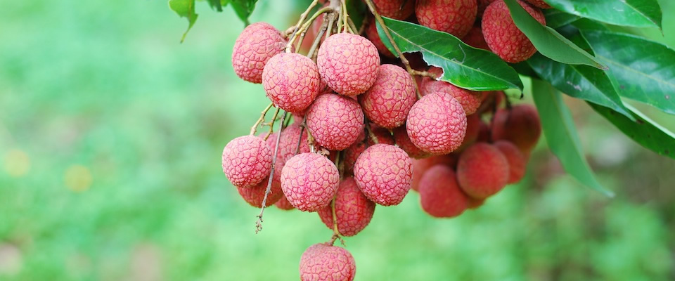 lychee