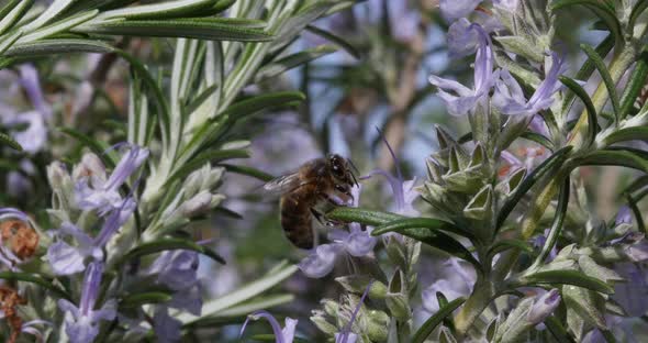 |European Honey Bee, apis mellifera, Bee foraging a Rosemary Flower, Pollination Act, Normandy