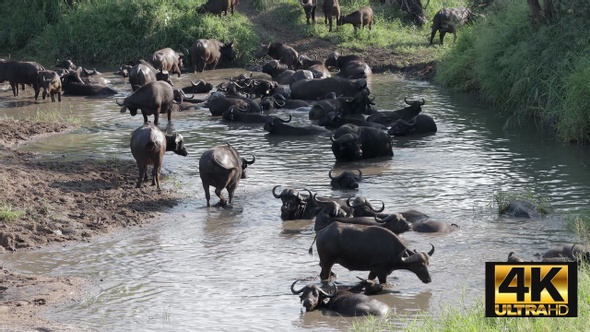 Cape Buffalo Cooling Down In River