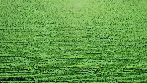 Rows of Young Green Sunflower Plants in Field