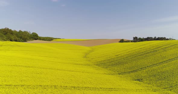 Scenic View of Canola Field Against Sky