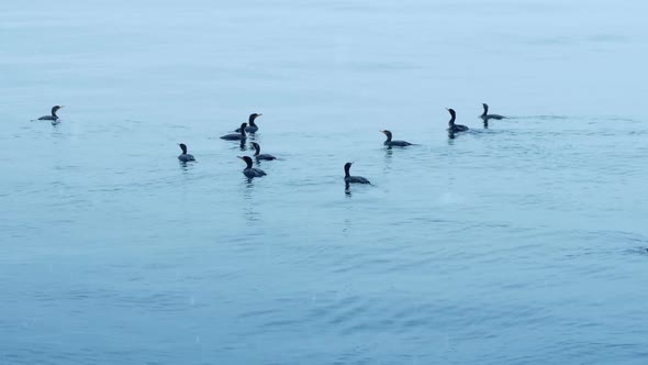 Ducks On The Water In Winter
