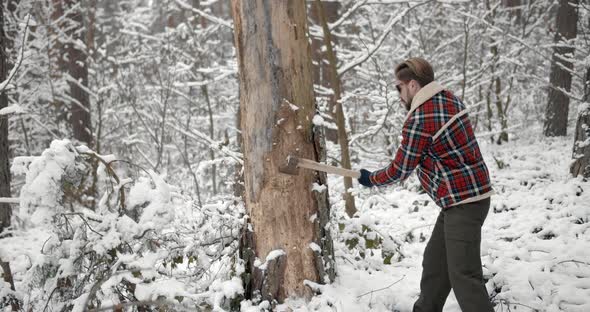 Woodcutter Working with Sharp Axe at Coniferous Forest