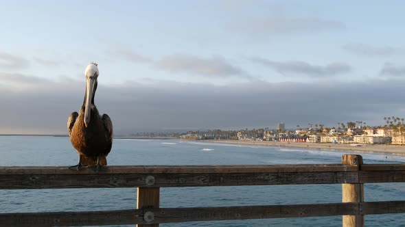 Wild Brown Pelican on Pier California Ocean Beach USA