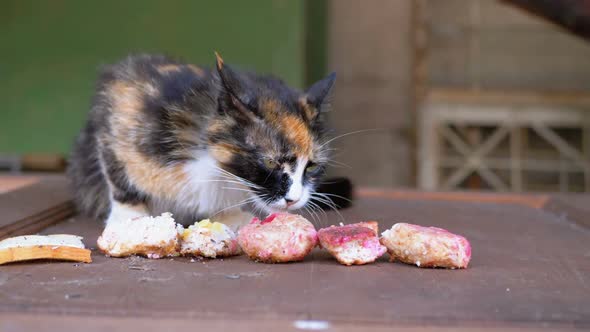 Hungry Homeless Nursing Three-color Mother Cat Eating Bread on the Street