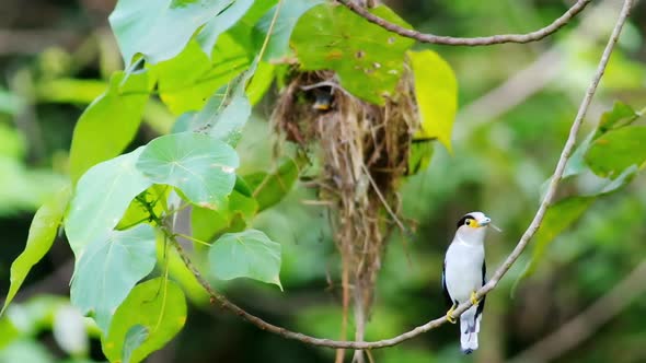 Beautiful Silver-breasted broadbill Serilophus lunatus.