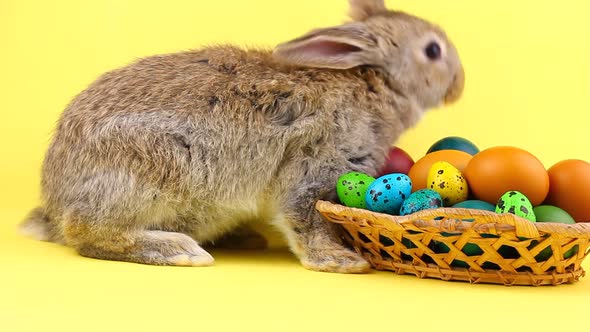 Little Fluffy Brown Affectionate Domestic Rabbit Sitting on a Pastel Yellow Background with a Wicker