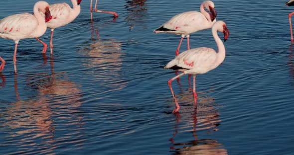 Handheld footage of the wild flamingos walking in the water near Walvis Bay, 4k