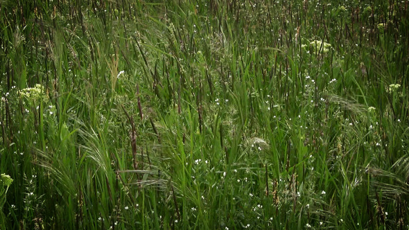 Prairie Grass and Wind alt