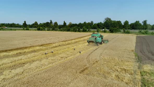 Aerial Drone Footage. Following Combine Harvester Gathers the Wheat. Harvesting Grain Field
