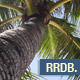 Palmtree 4-Pack - VideoHive Item for Sale