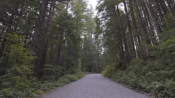 Scenic Trail in the Canadian Rain Forest