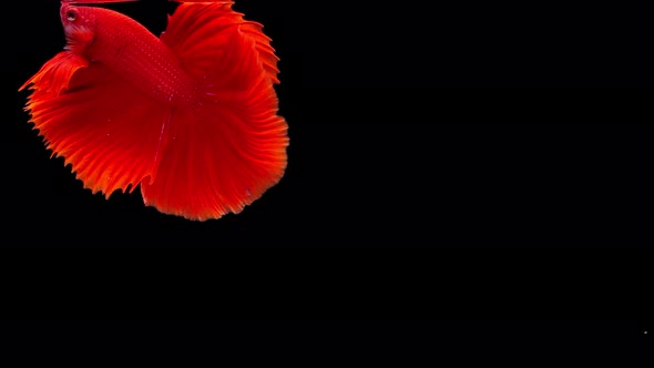 Siamese fighting fish (Betta splendens) alt