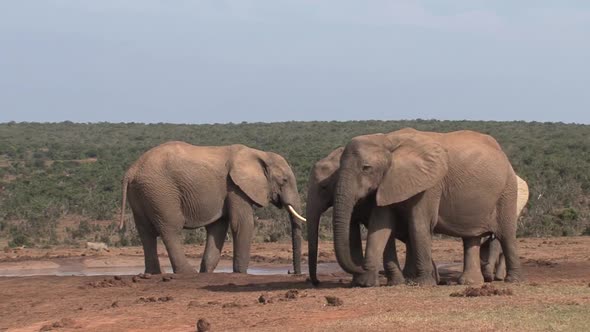 Herd of African Elephants at a watering hole