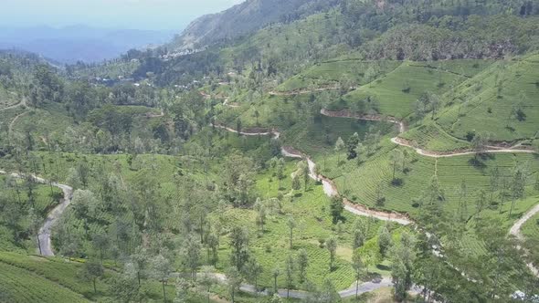 Tea Fields and Rural Roads in Green Valley Between Mountains