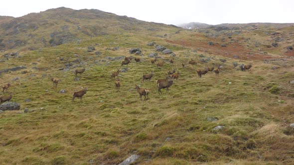 A Herd of Red Deer Stags in the Scottish Highlands