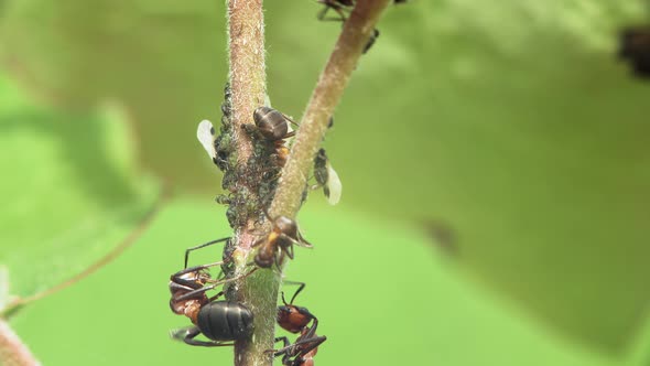 Ants And Aphids On Stem Of Plant