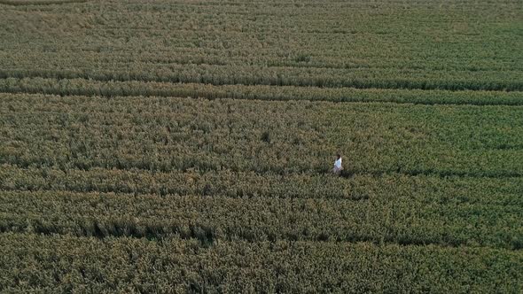 Aerial View Woman Walks Among a Wheat Field at Sunset or Sunrise Drone Shot