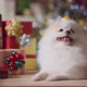 cute pomeranian white color fur hair dog smile and joyful with christmas tree decorating - VideoHive Item for Sale
