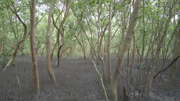Panning view of mangrove forest with tree root